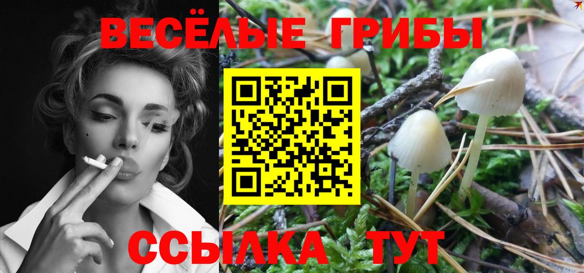 Галлюциногенные грибы GOLDEN TEACHER  Вход с VPN  Зерноград  Псилоцибиновые грибы Psilocybe 